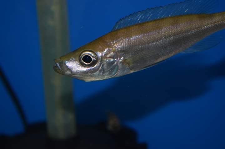 Benthochromis horii 'Kasanga'